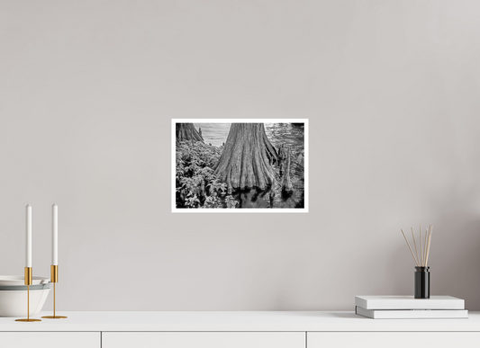 12 x 8″, PP Ilford Baryta P Border Reelfoot Lake-2