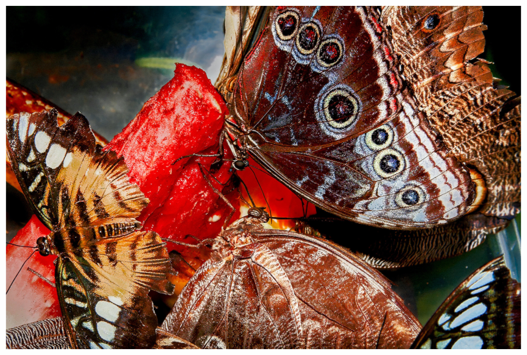 Main image Butterfly's