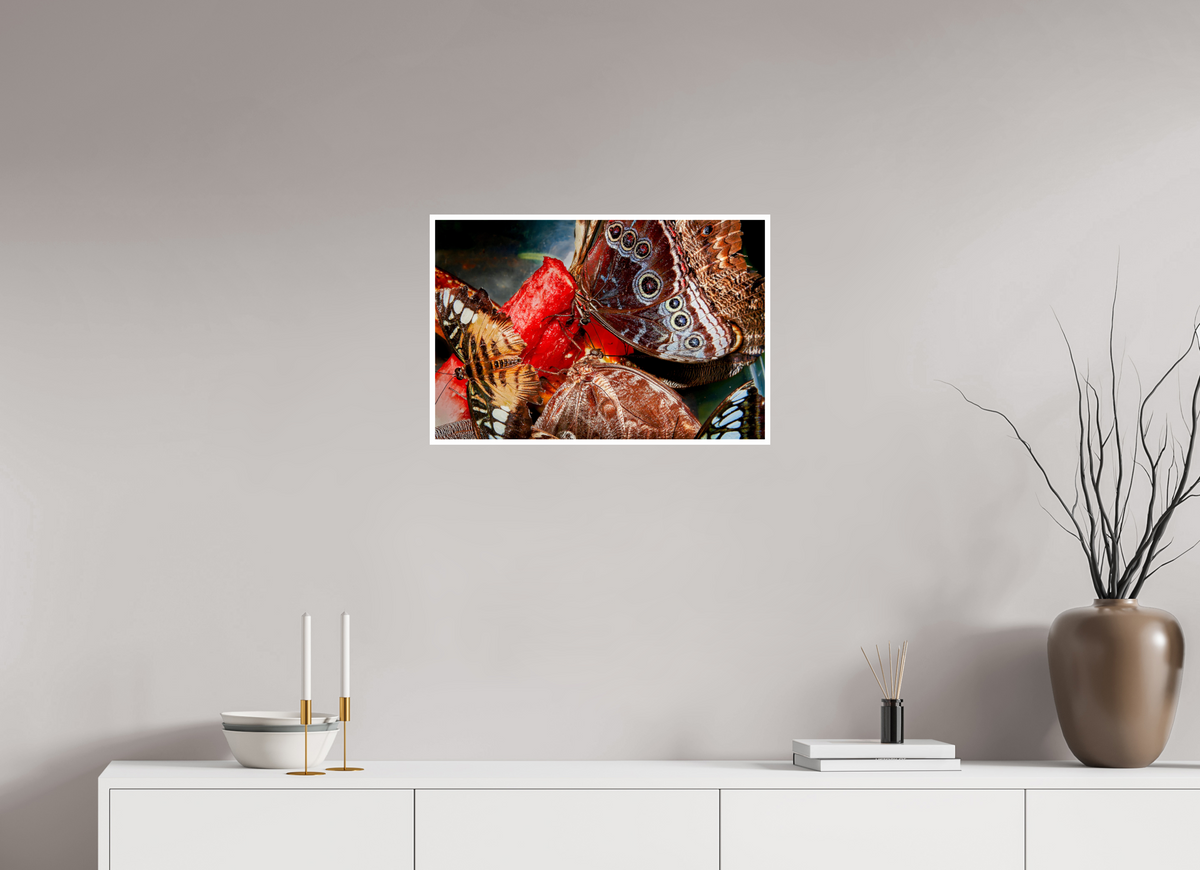 24 x 16″, PP Fujiflex HG Border Butterfly's