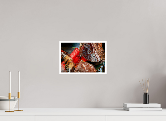 12 x 8″, PP Fujiflex HG Border Butterfly's