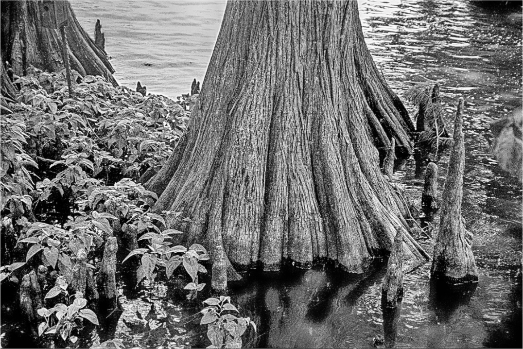 Main image Reelfoot Lake-2