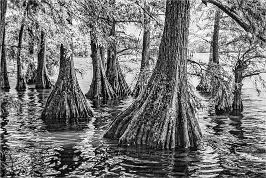 Main image Reelfoot Lake-4
