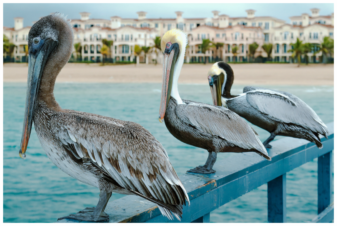 Main image Pelican_4