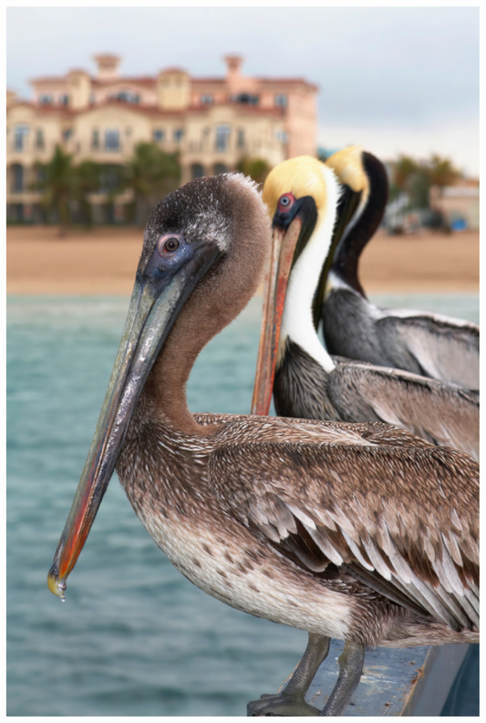 Main image Brown Pelican