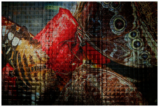 Main image Butterfly's be hide the Glass