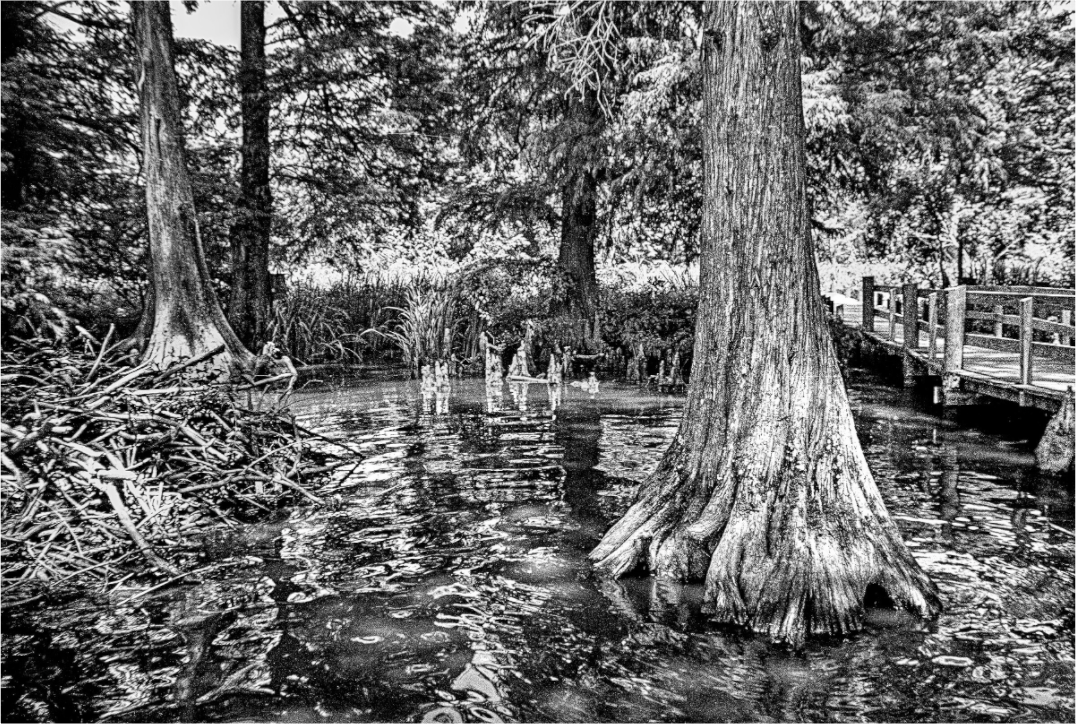 Main image Reelfoot Lake-3