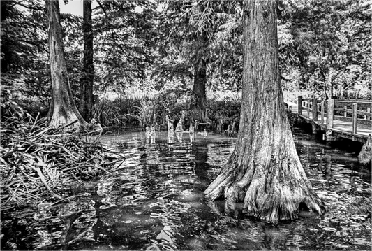Main image Reelfoot Lake-3
