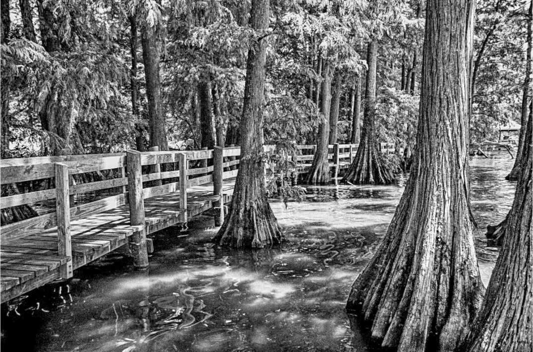 Main image Reelfoot Lake-1