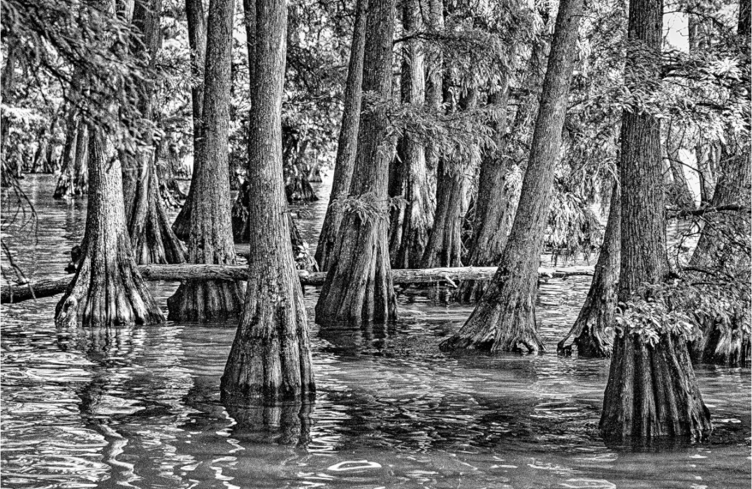 Main image Reelfoot Lake-5