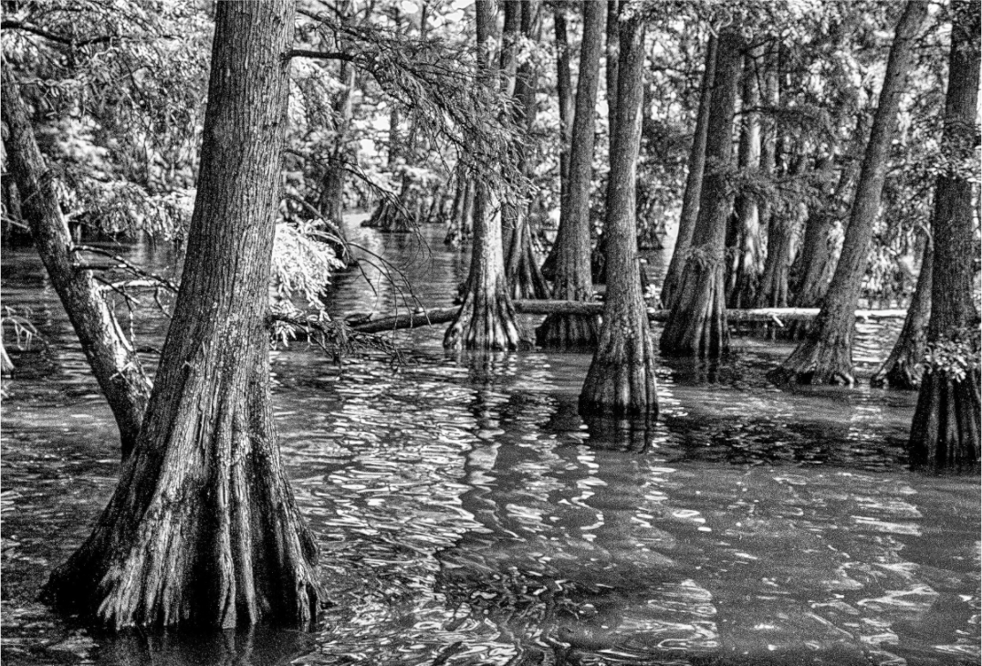Main image Reelfoot Lake-6